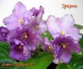 Эркюль