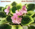 Apache Primrose