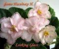 Looking Glass